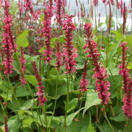 Persicaria amplexicaulis 'Speciosa'