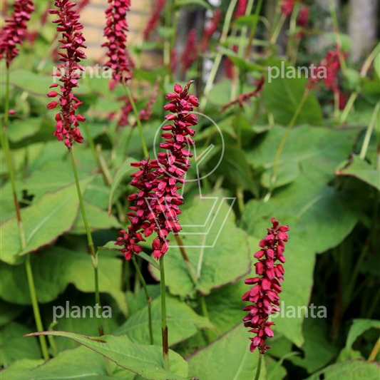 Persicaria amplexicaulis 'Taurus'