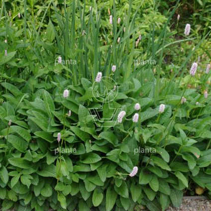 Persicaria bistorta