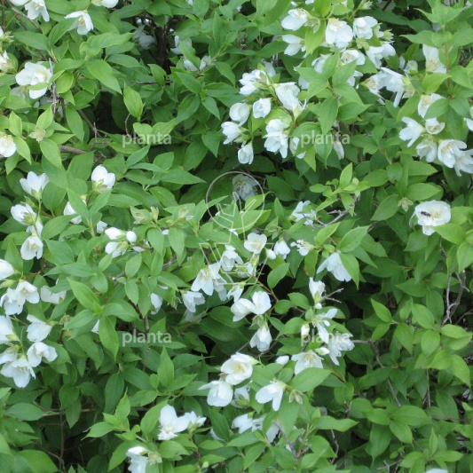 Philadelphus 'Lemoinei'