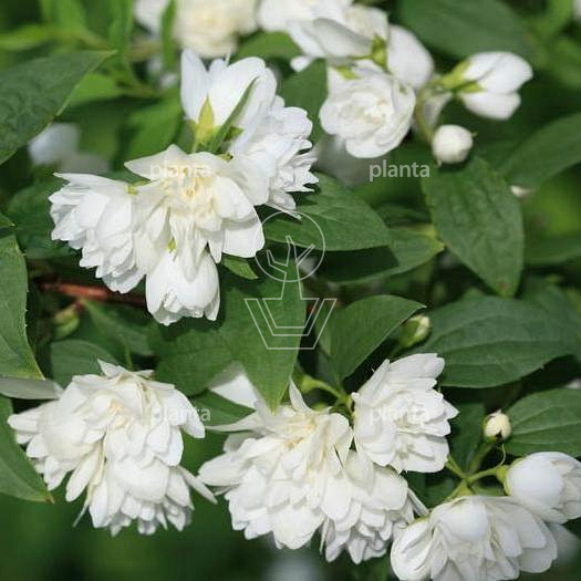 Philadelphus 'Manteau d'Hermine'
