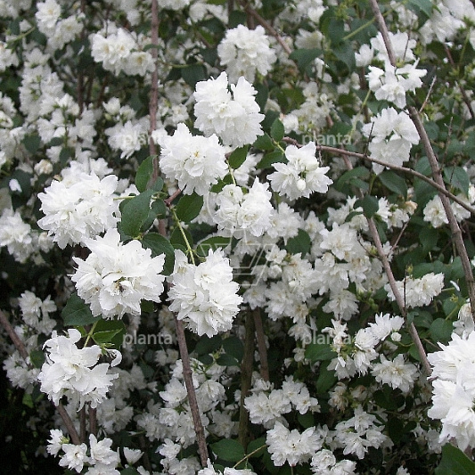 Philadelphus 'Schneesturm'