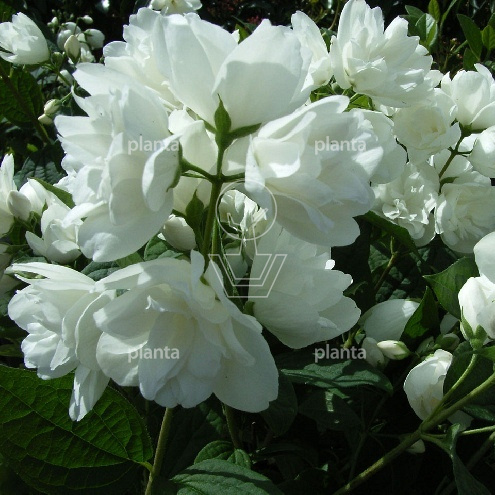 Philadelphus 'Snowbelle'