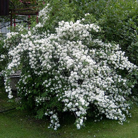 Philadelphus 'Virginal'