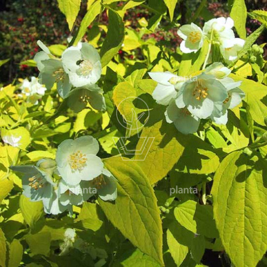 Philadelphus cor. 'Aureus'