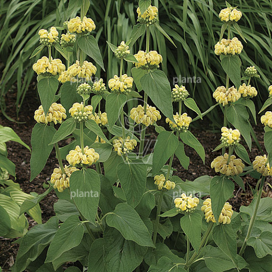 Phlomis russeliana