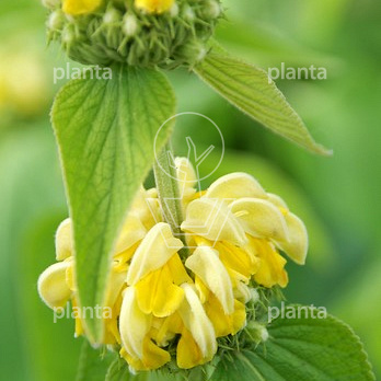 Phlomis russeliana