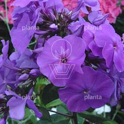 Phlox paniculata 'Amethyst'