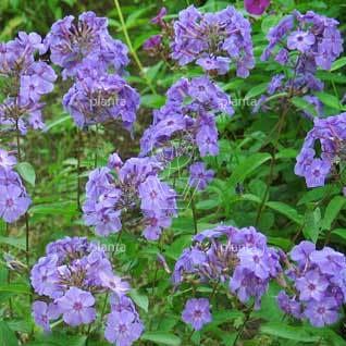 Phlox paniculata 'Blue Boy'