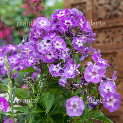 Phlox paniculata 'Blue Boy'