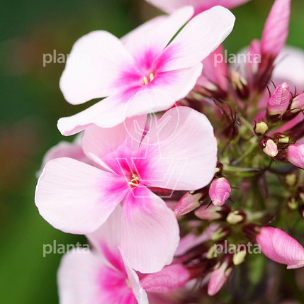 Phlox paniculata 'Bright Eyes'