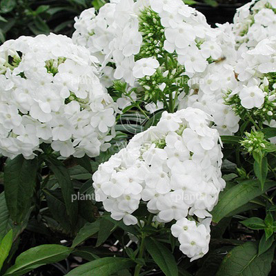 Phlox paniculata 'David'