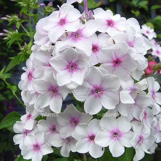 Phlox paniculata 'Europa'