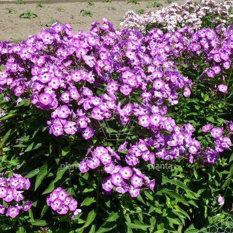 Phlox paniculata 'Laura'