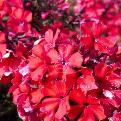 Phlox paniculata 'Starfire'