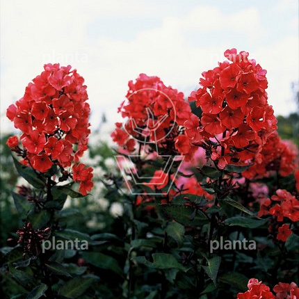 Phlox paniculata 'Starfire'