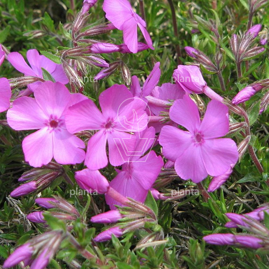 Phlox subulata 'MacDaniel's Cushion'
