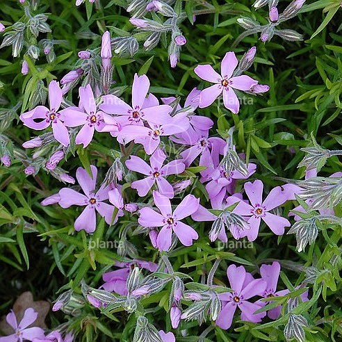 Phlox subulata 'Moerheimii'