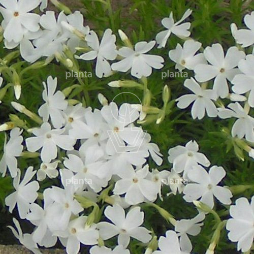 Phlox subulata 'White Delight'