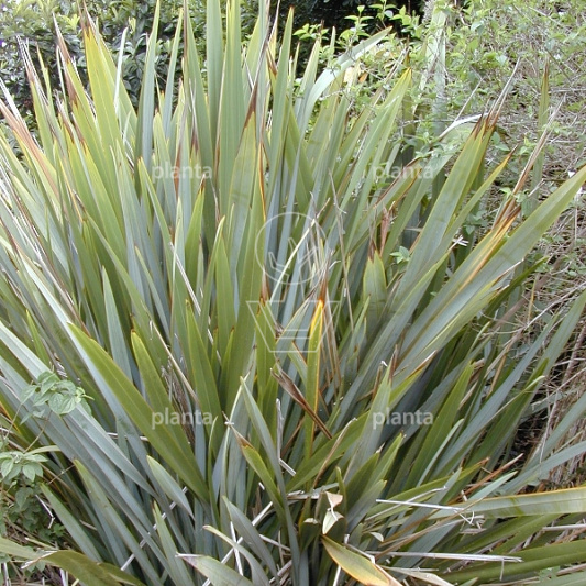 Phormium tenax