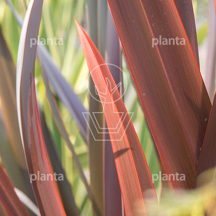 Phormium tenax 'Purpureum'