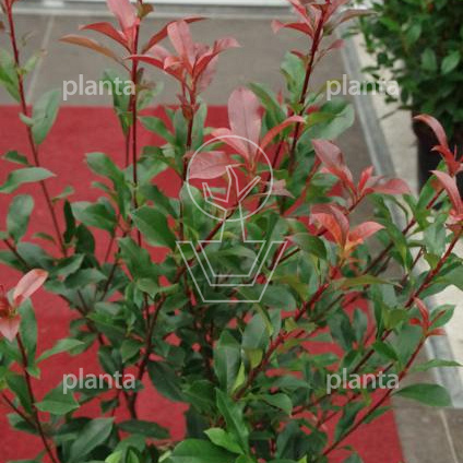 Photinia fraseri 'Carre Rouge' 