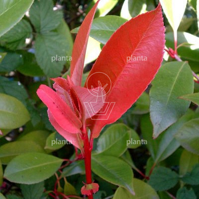 Photinia fraseri 'Little Red Robin'