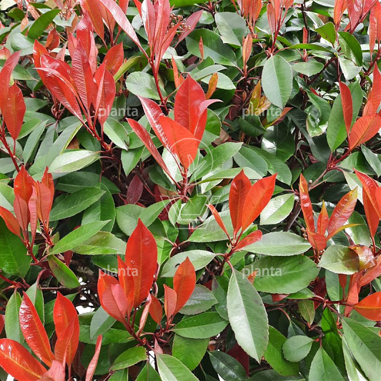Photinia fraseri 'Red Robin'
