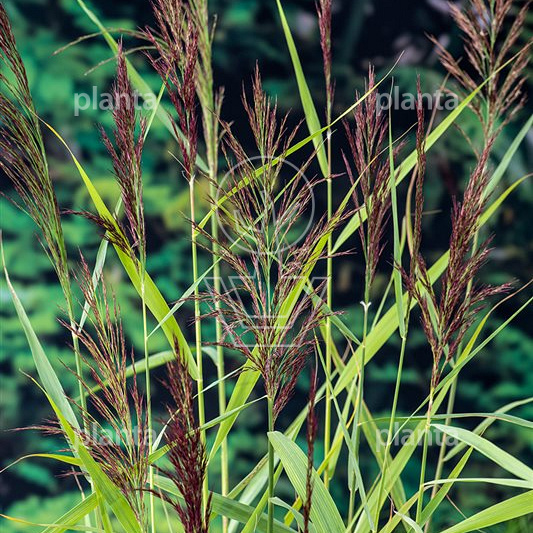 Phragmites australis