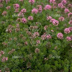 Phuopsis stylosa
