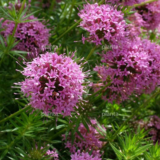 Phuopsis stylosa