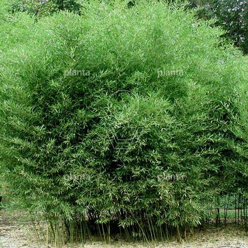 Phyllostachys bissetii