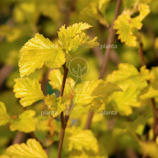 Physocarpus opulifolius 'Dart's Gold'