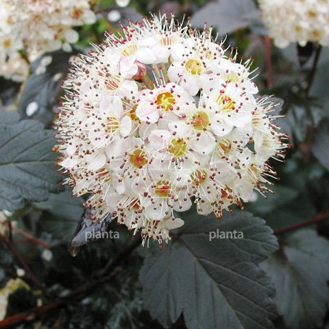 Physocarpus opulifolius 'Diabolo'