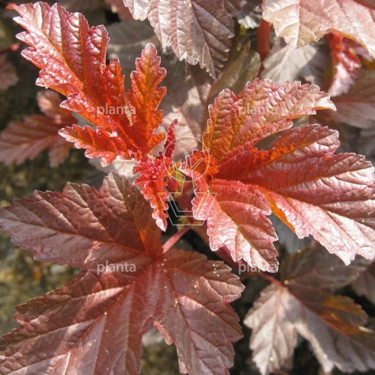 Physocarpus opulifolius 'Lady in Red'
