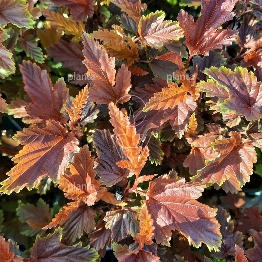 Physocarpus opulifolius 'Little Angel' 