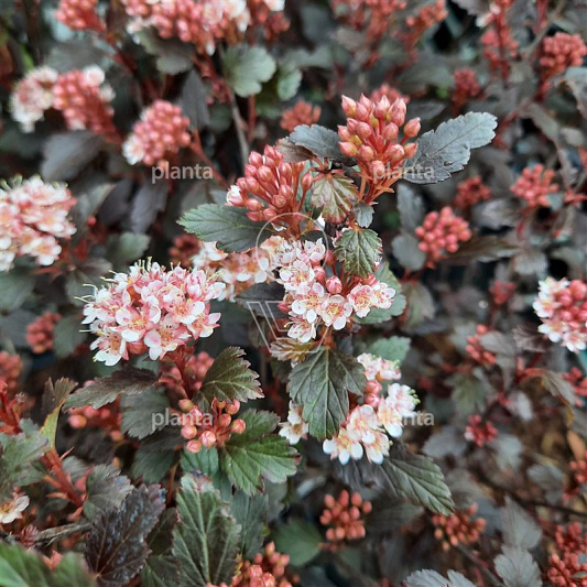 Physocarpus opulifolius 'Little Joker'