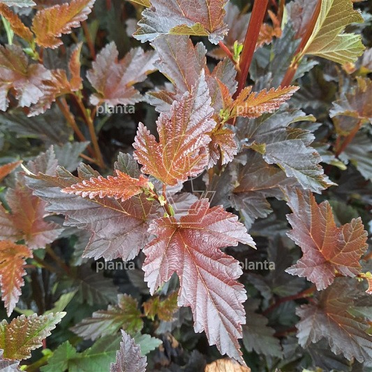 Physocarpus op. 'Red Baron'