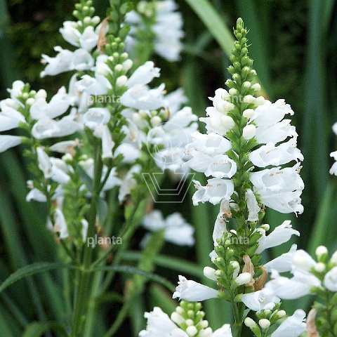 Physostegia virginiana 'Summer Snow'