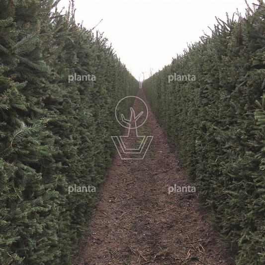 Quick Hedge Haagelement 100cm lang x 200cm hoog