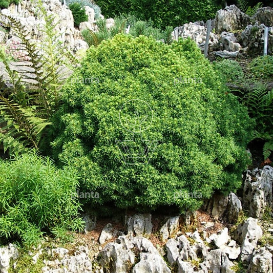Picea glauca 'Alberta Globe'