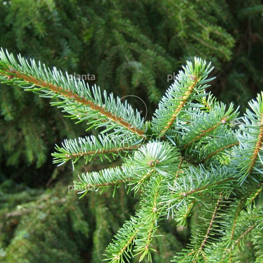 Picea omorika
