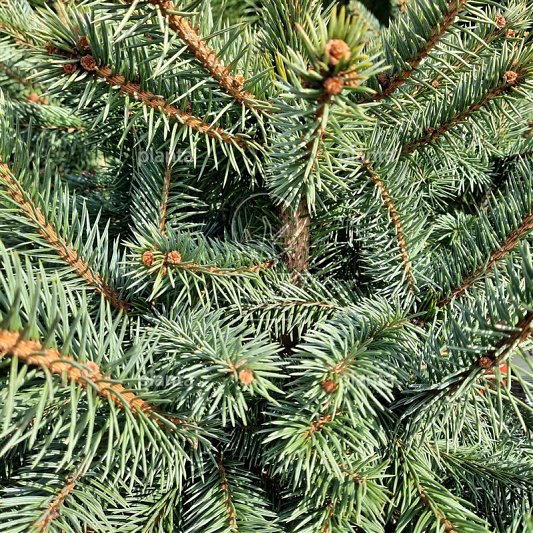 Picea pungens 'Super Blue'