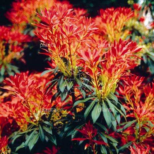 Pieris 'Forest Flame'