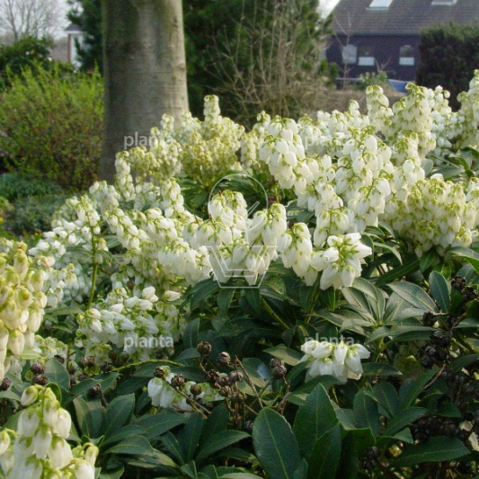Pieris japonica 'Debutante'