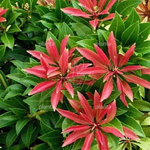 Pieris jap. 'Mountain Fire'