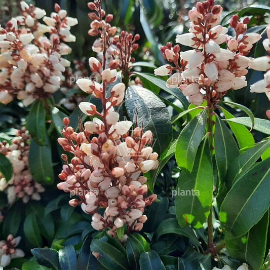 Pieris japonica 'Bonfire'