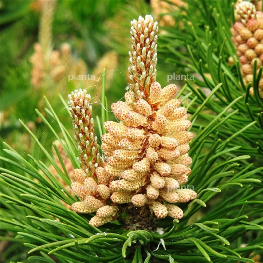 Pinus mugo mughus