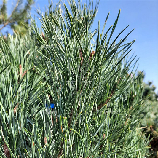 Pinus sylvestris 'Watereri'