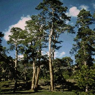 Pinus sylvestris